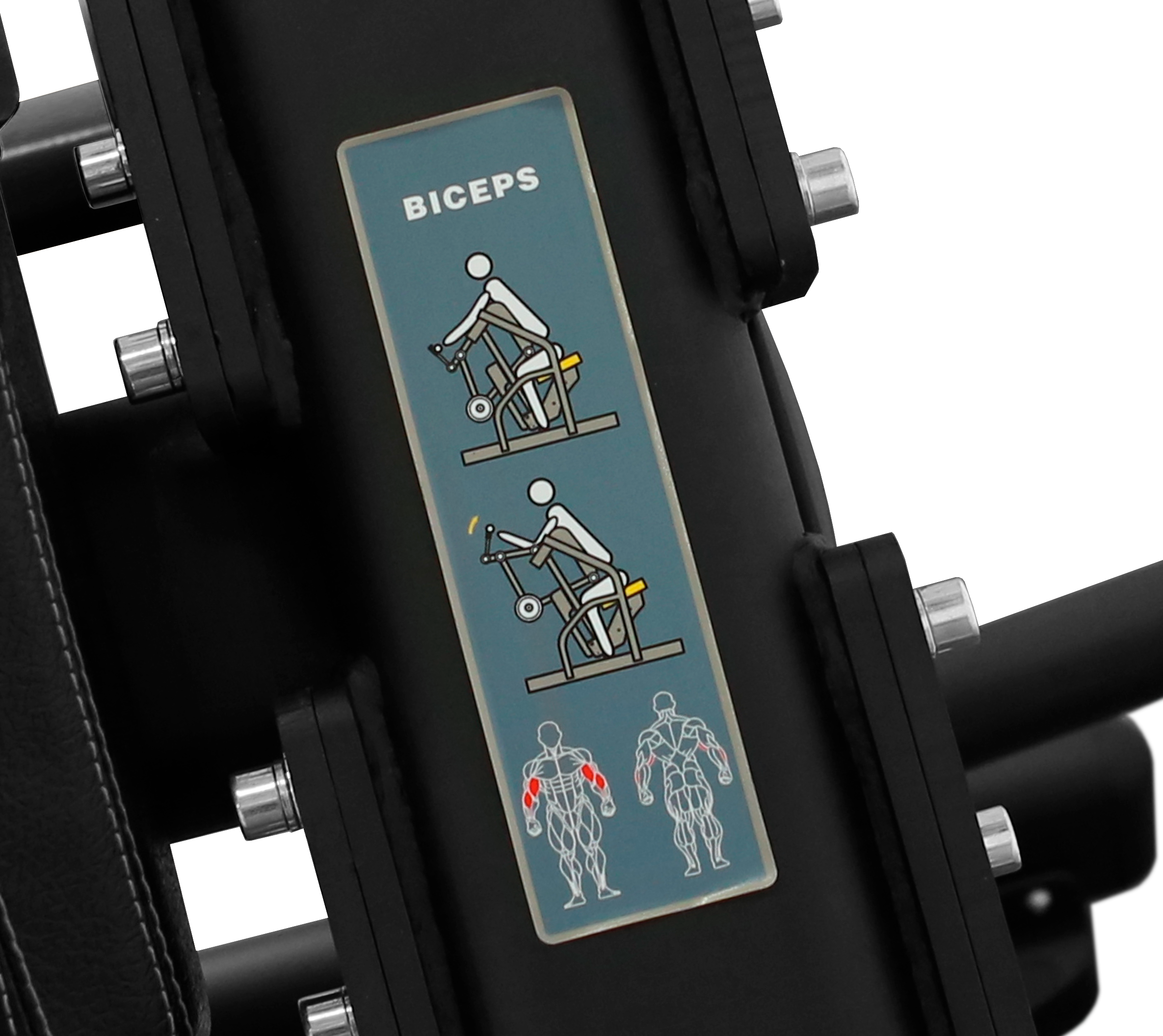 BRONZE GYM PL-1713 Бицепс